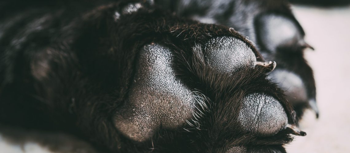 Dog labrador paw with pads